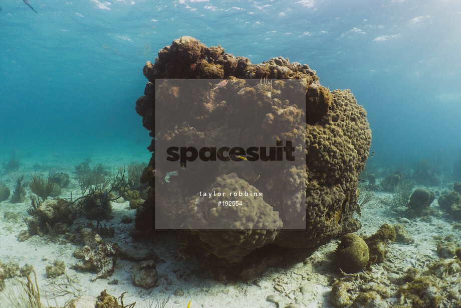 Spacesuit Collections Photo ID 192554, Taylor Robbins, Freediving, Cayman Islands, 28/10/2018 06:13:47
