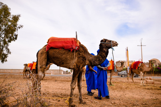 Spacesuit Collections Photo ID 2963, Dan Bathie, Marrakesh ePrix, Morocco, 10/11/2016 12:29:07