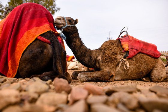 Spacesuit Collections Photo ID 3015, Dan Bathie, Marrakesh ePrix, Morocco, 10/11/2016 13:22:06