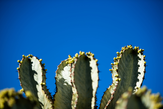 Spacesuit Collections Photo ID 187519, Lou Johnson, Marrakesh E-Prix, Morocco, 26/02/2020 12:47:16