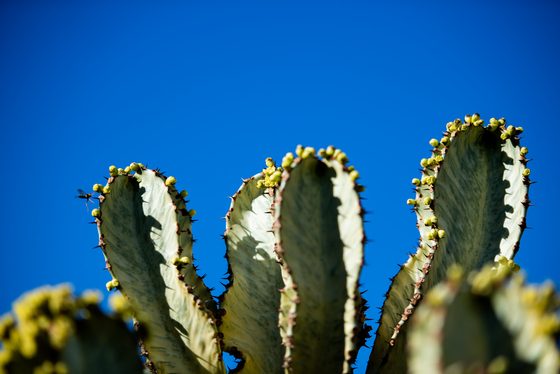 Spacesuit Collections Photo ID 187518, Lou Johnson, Marrakesh E-Prix, Morocco, 26/02/2020 12:47:10