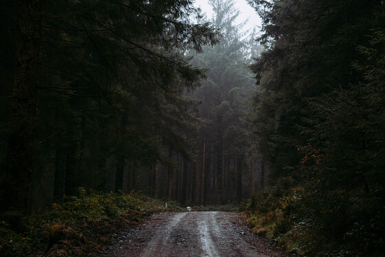 Spacesuit Collections Photo ID 514672, Adam Pigott, Cambrian Rally, UK, 25/10/2024 12:29:15