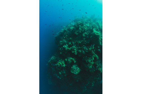Spacesuit Collections Photo ID 192548, Taylor Robbins, Freediving, Cayman Islands, 25/10/2018 07:31:53