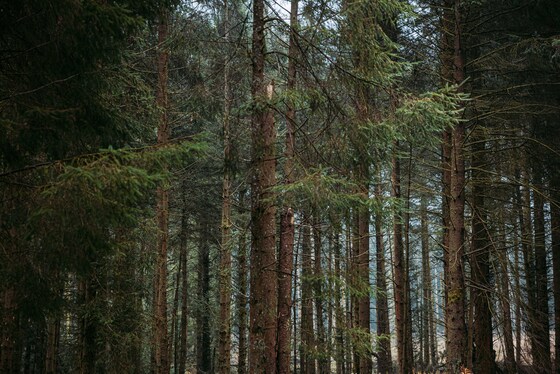 Spacesuit Collections Photo ID 514649, Adam Pigott, Cambrian Rally, UK, 25/10/2024 12:11:53